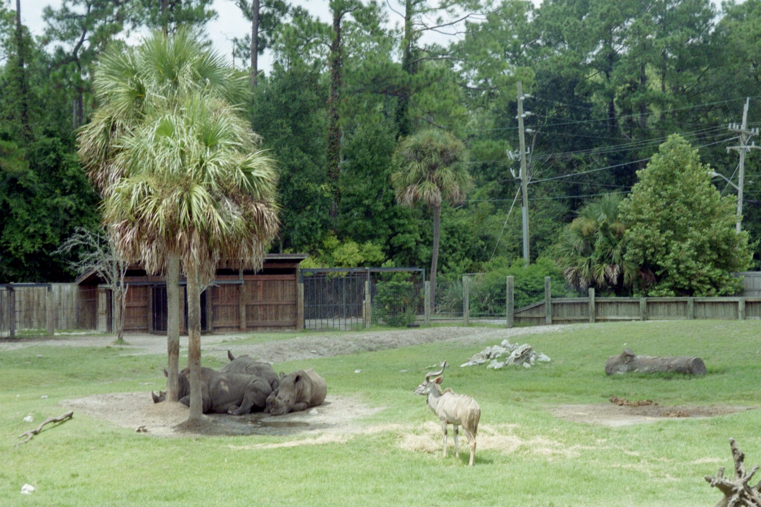 White Rhinoceros and Greater Kudu - Plains of East Africa