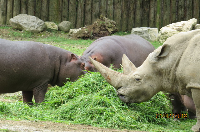 White Rhinoceros and Hippo Feeding Together