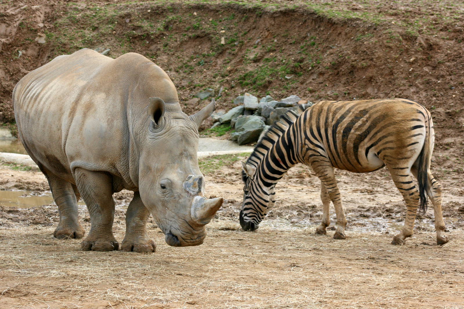 White rhinoceros and plains zebra; Colchester; 27th February 2011