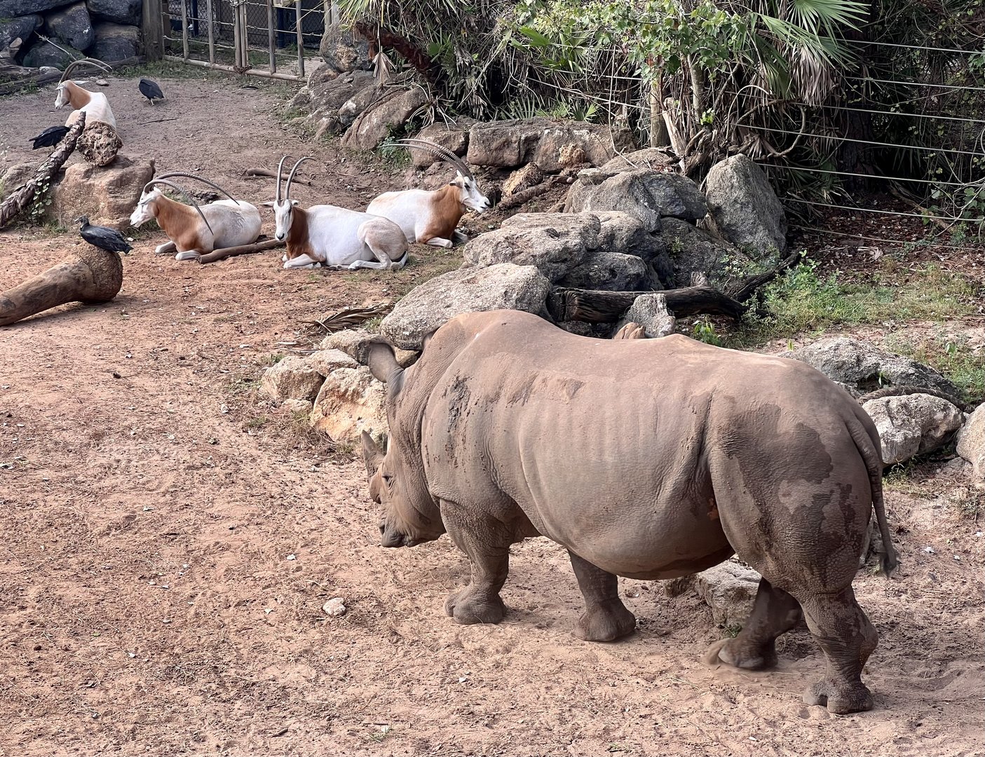 White Rhinoceros and Scimitar-horned Oryx