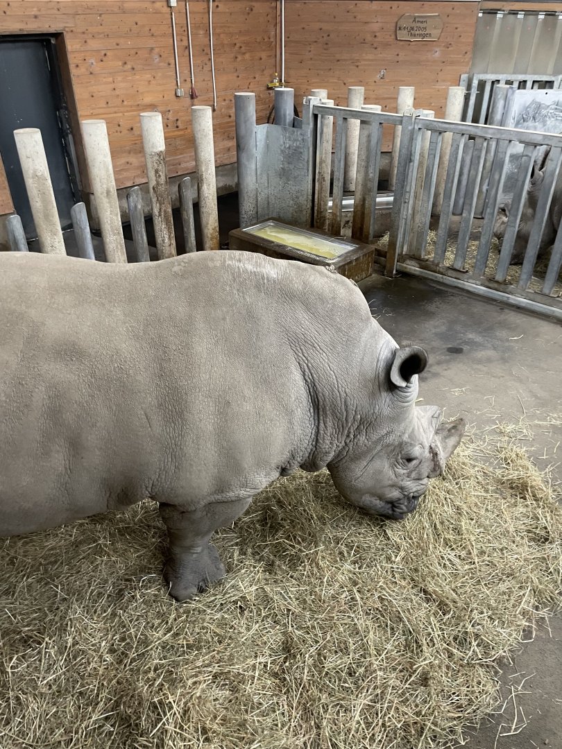 White rhinoceros box