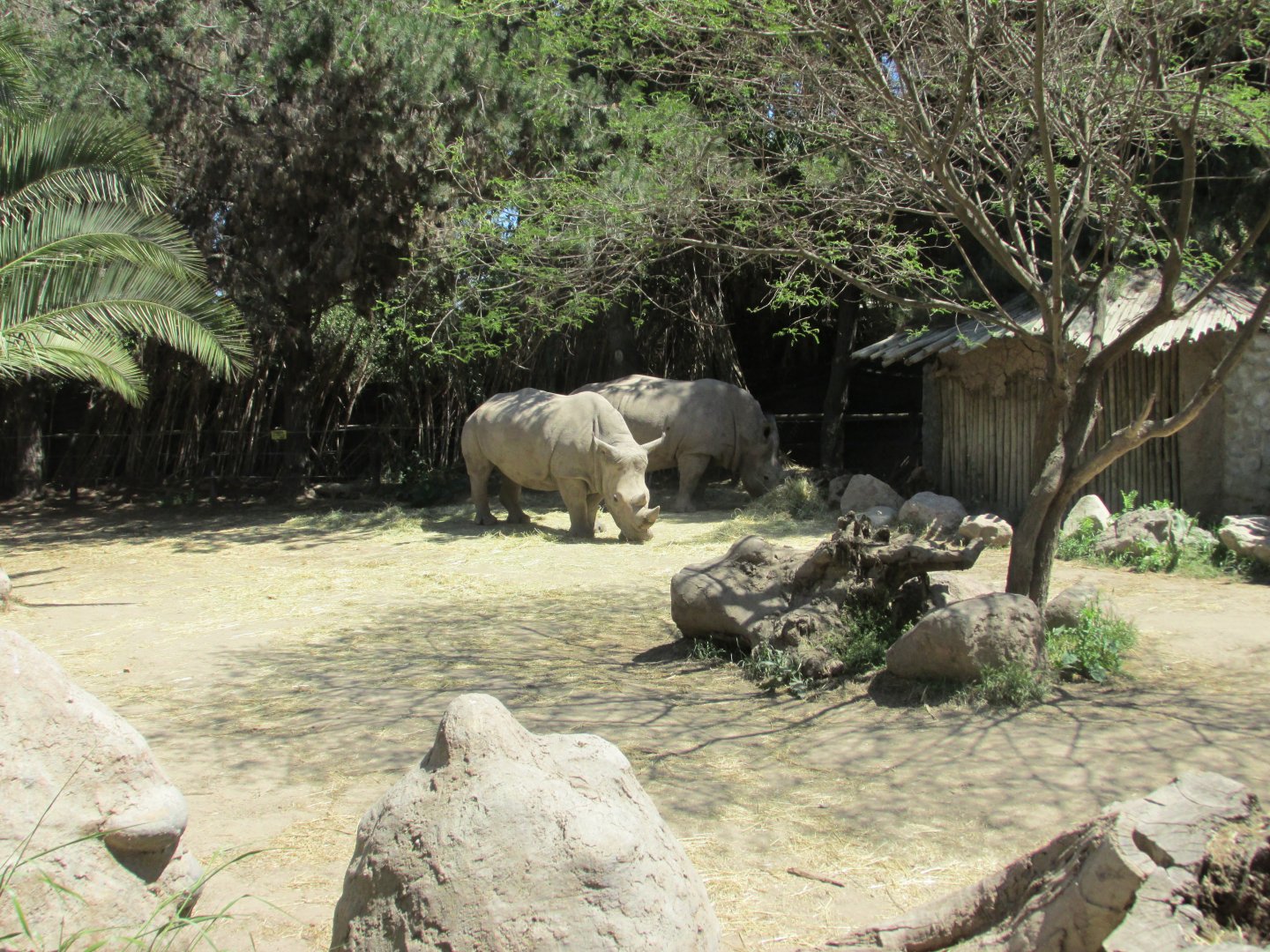white rhinoceros buin zoo