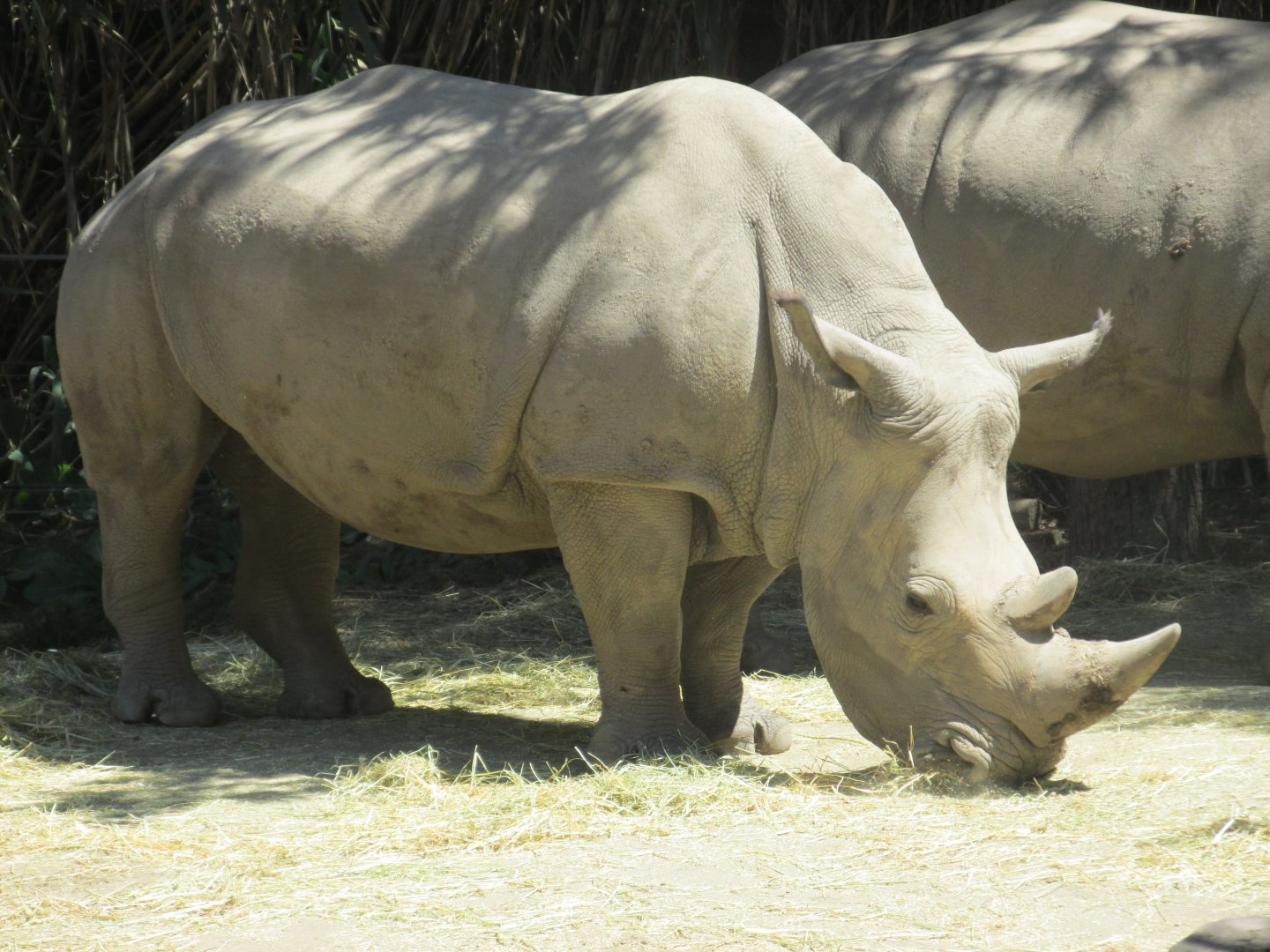 white rhinoceros buin zoo