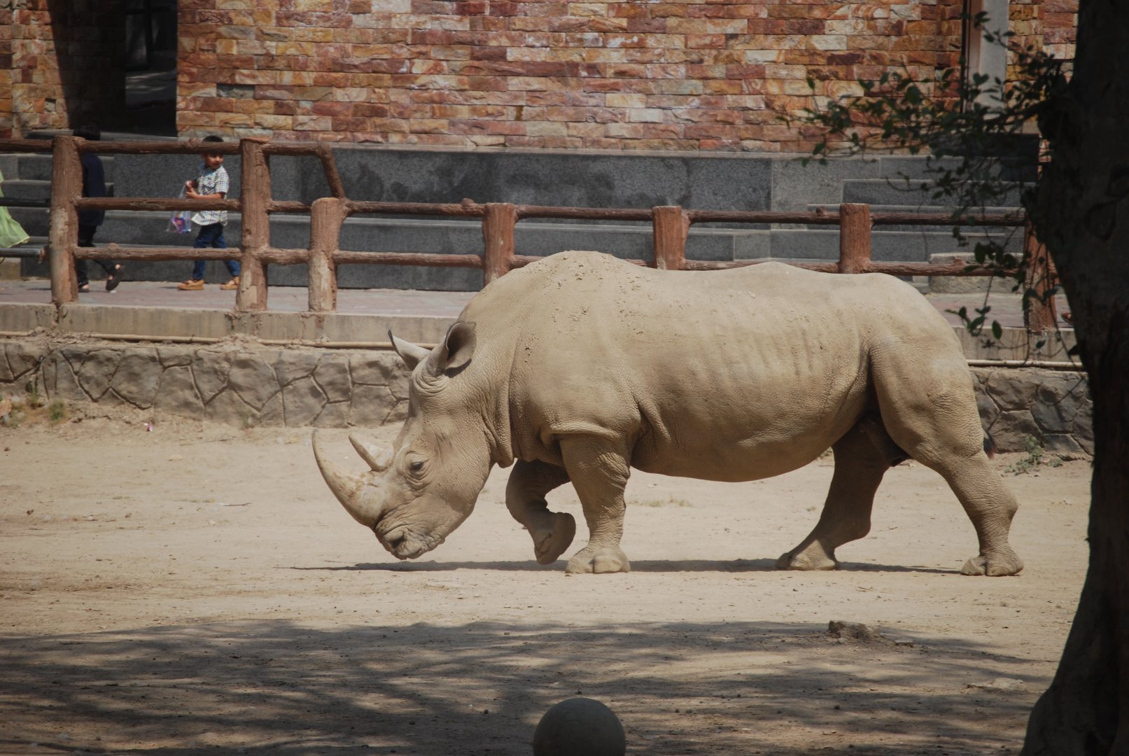 White rhinoceros bull -  Lahore zoo 26/4/2025
