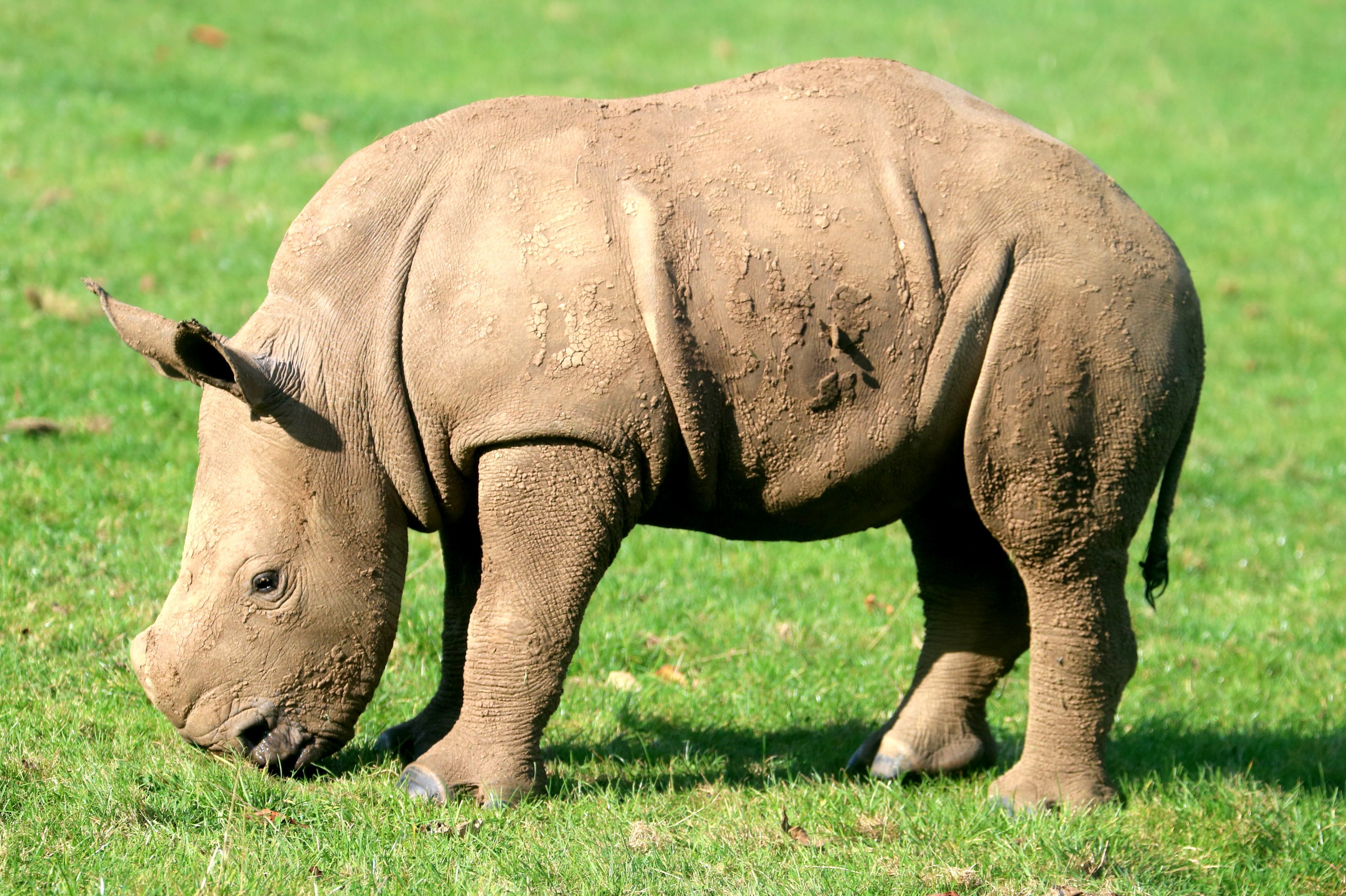 White rhinoceros calf; Whipsnade; 16th October 2021