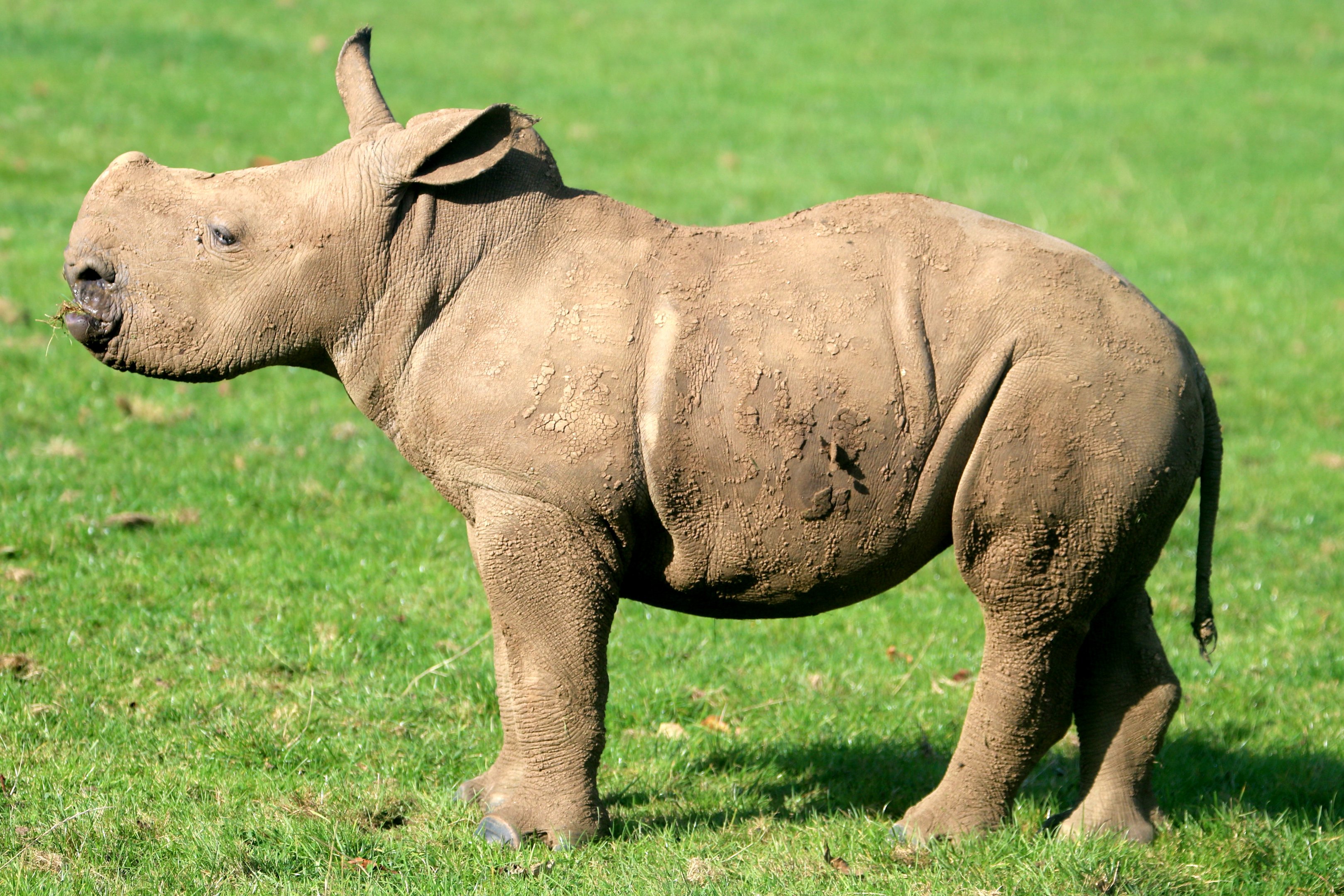 White rhinoceros calf; Whipsnade; 16th October 2021