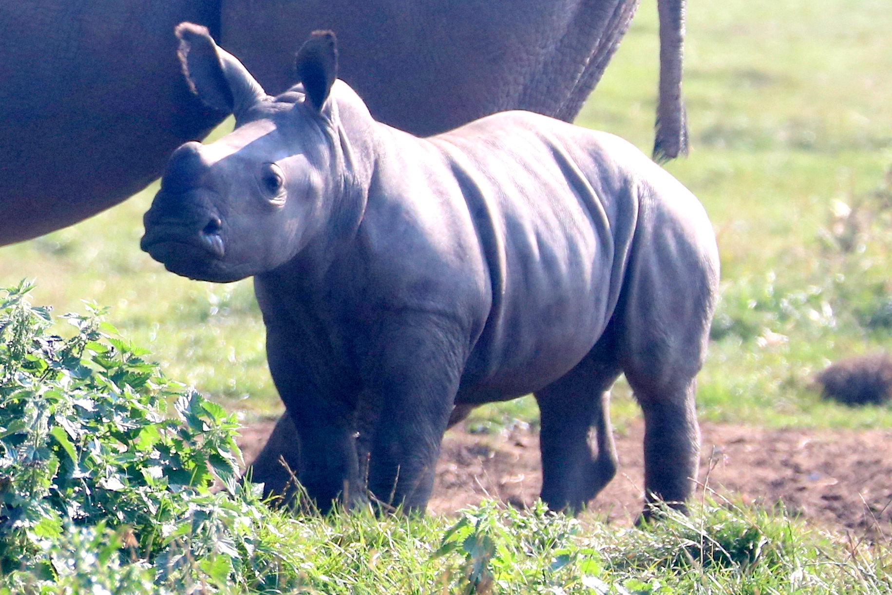 White rhinoceros calf; Whipsnade; 22nd September 2021