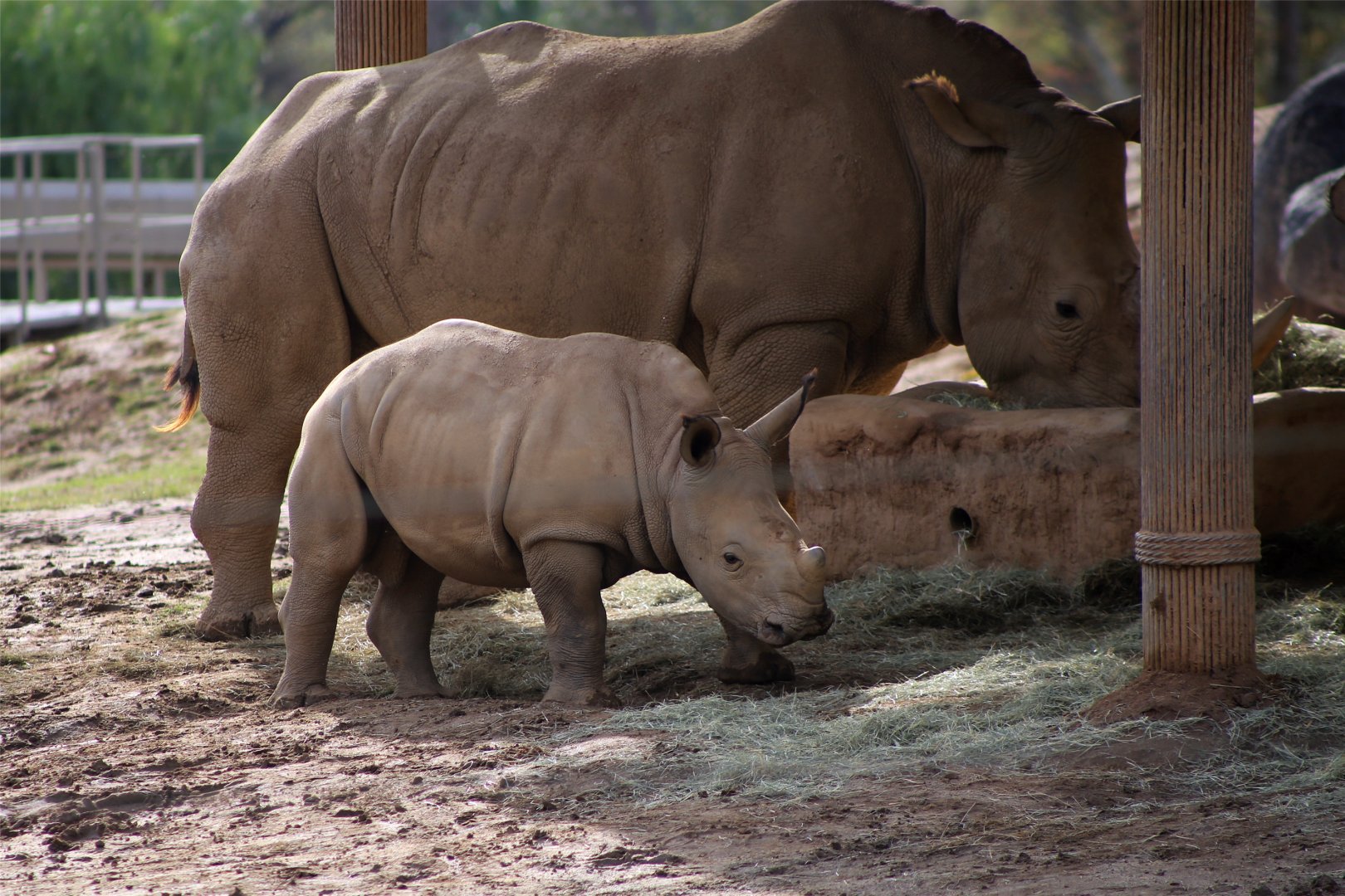 White rhinoceros calf
