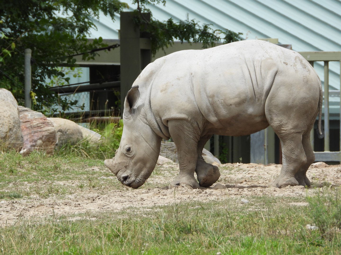 White rhinoceros calf