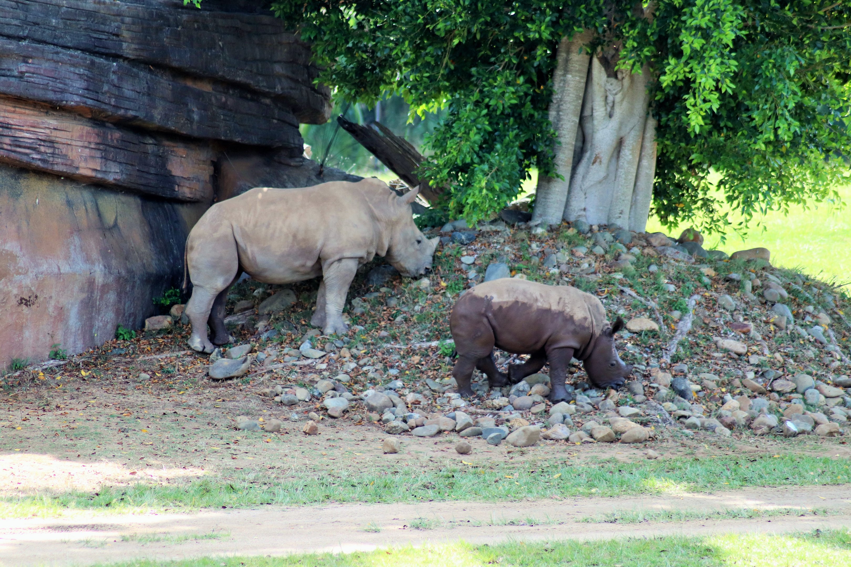 White Rhinoceros Calves (Ceratotherium simum)