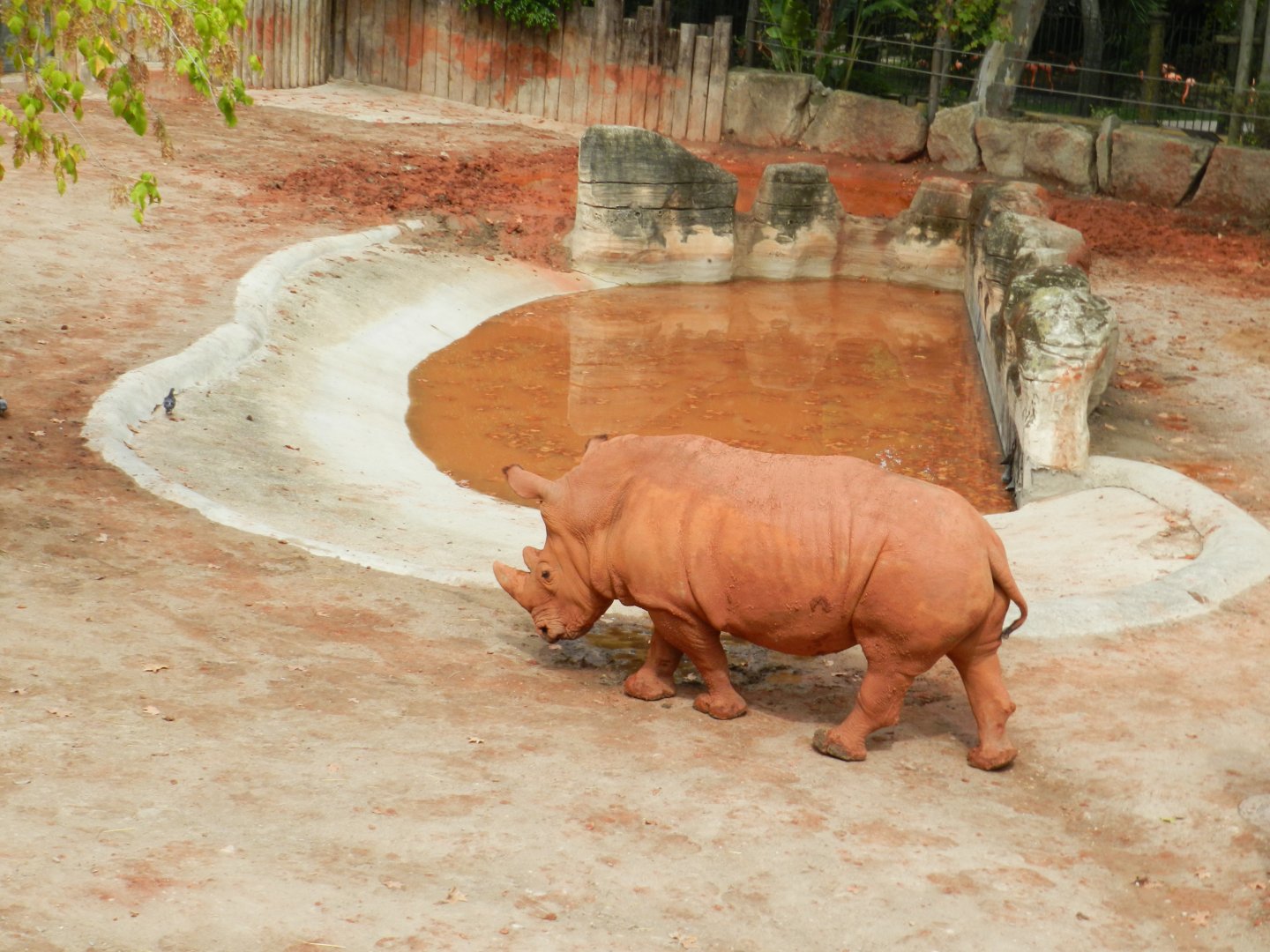 White Rhinoceros (Ceratotherium simum) at Jardim Zoológico de Lisboa, Portugal*