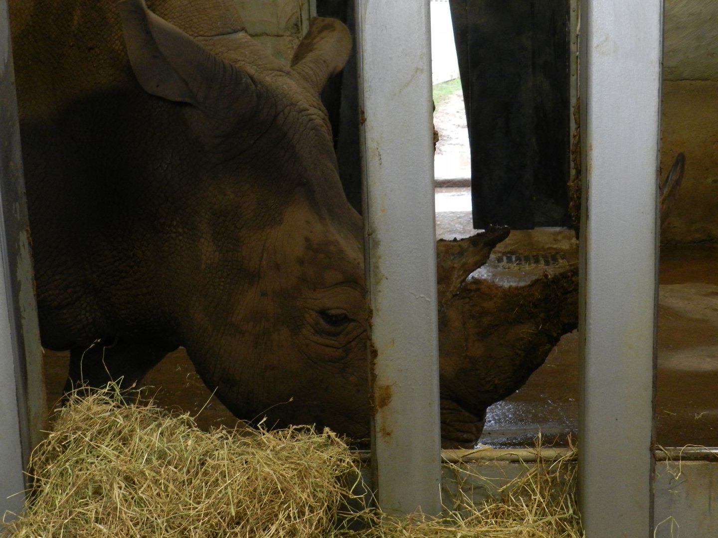 White Rhinoceros (Ceratotherium simum) at Noah's Ark Zoo Farm, England