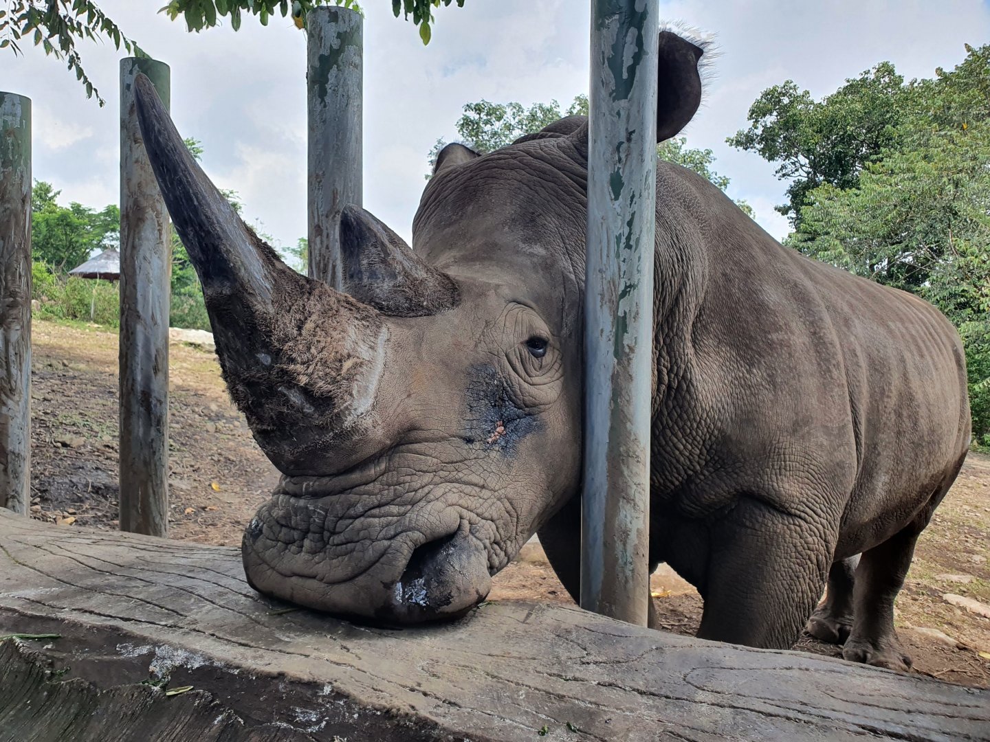 White Rhinoceros (Ceratotherium simum) - Baobab Safari Resort