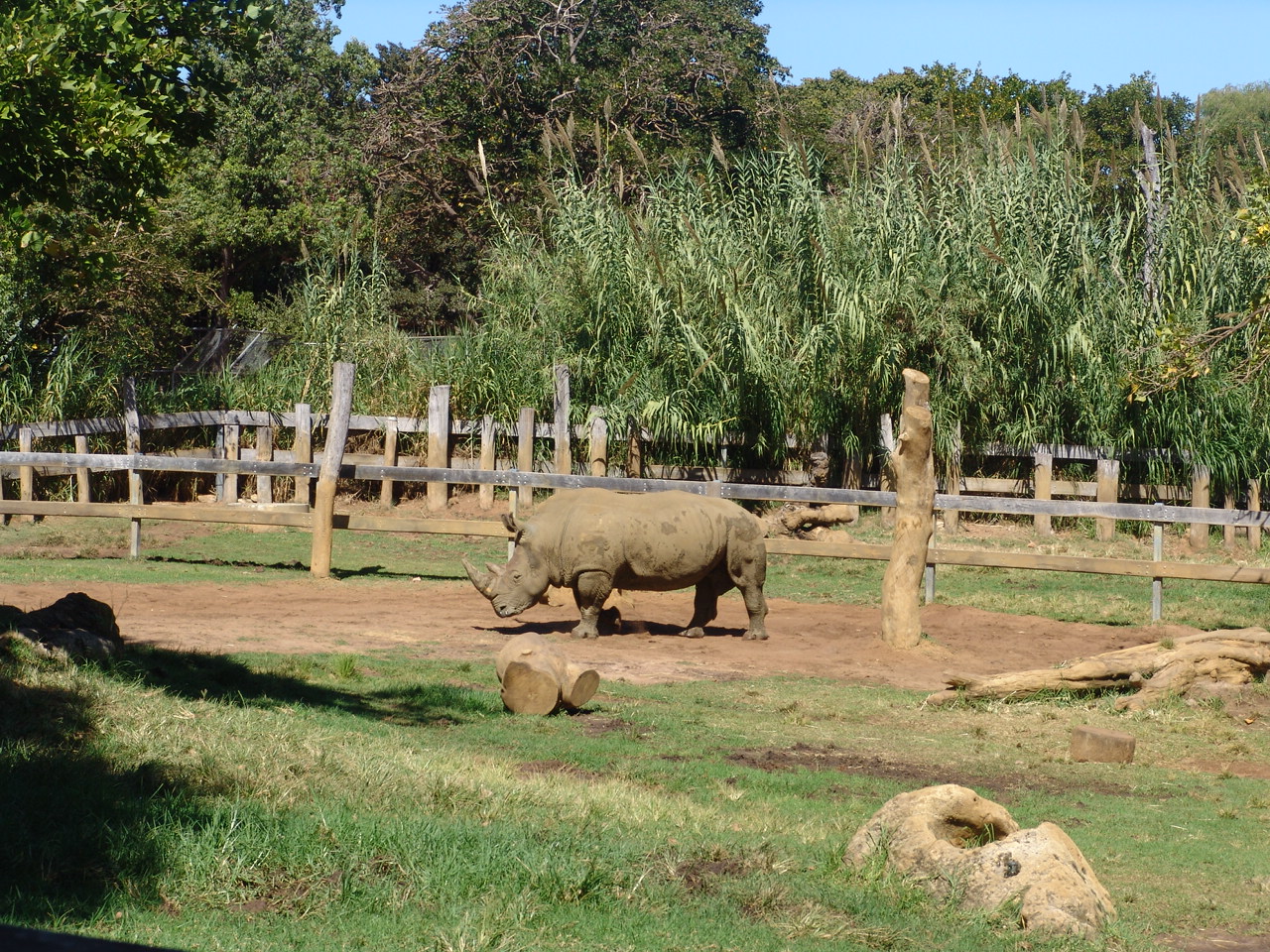 White Rhinoceros (Ceratotherium simum) enclosure