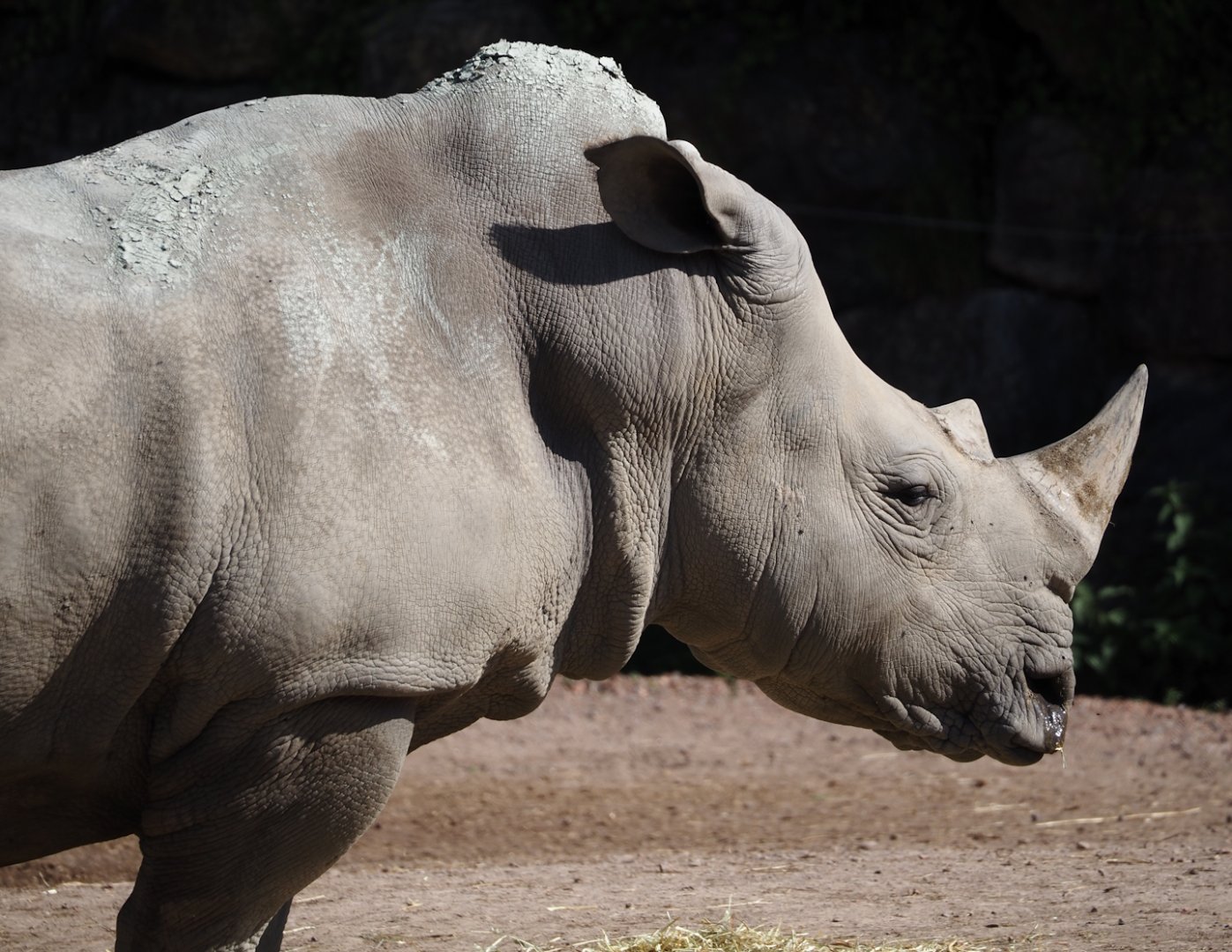 White rhinoceros (Ceratotherium simum simum), 2024-09-17