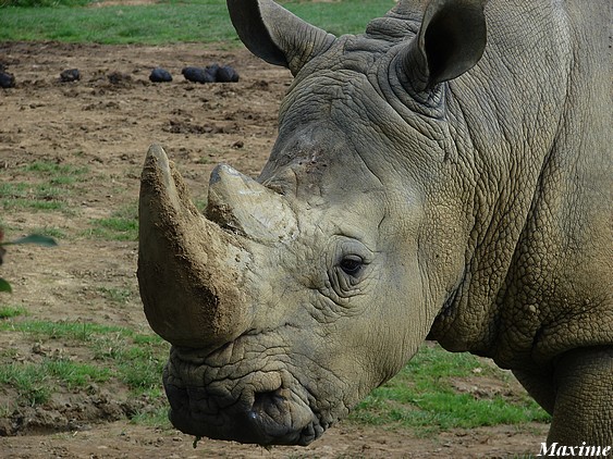 White rhinoceros (Ceratotherium simum simum)