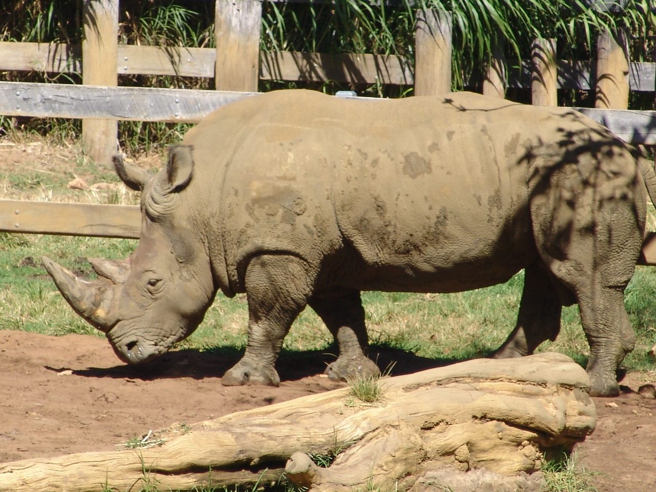 White Rhinoceros (Ceratotherium simum)