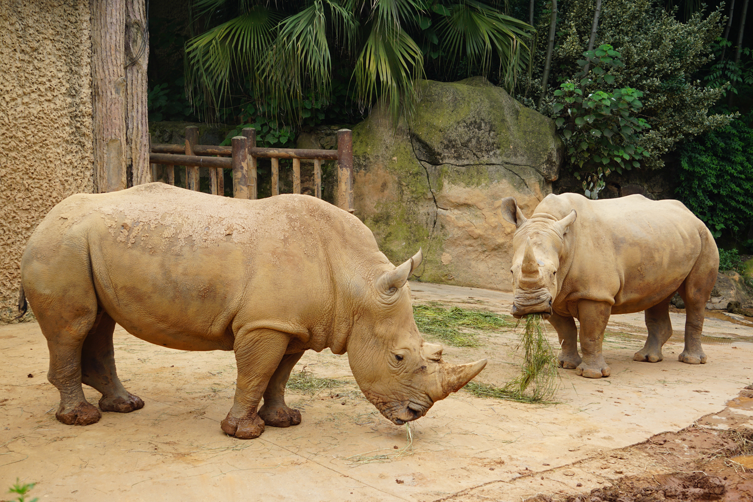 White rhinoceros (Ceratotherium simum)