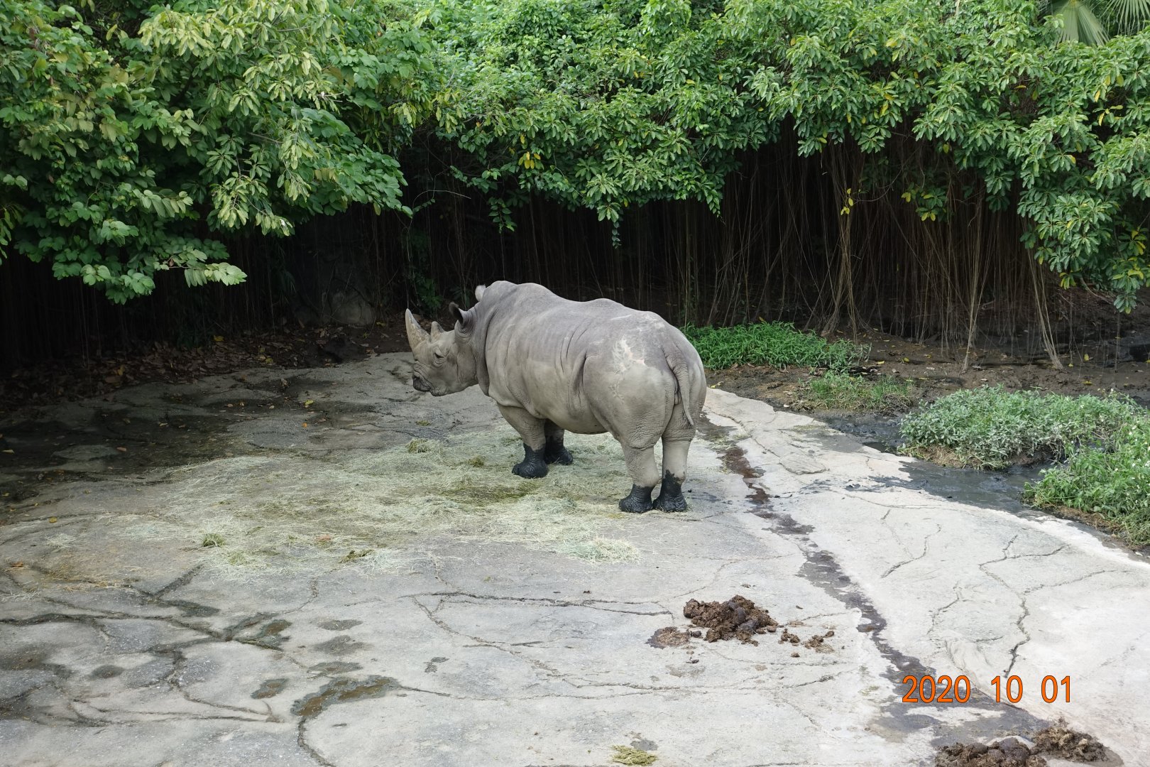 White Rhinoceros (Ceratotherium simum)