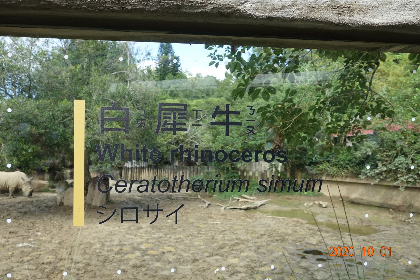 White Rhinoceros (Ceratotherium simum)