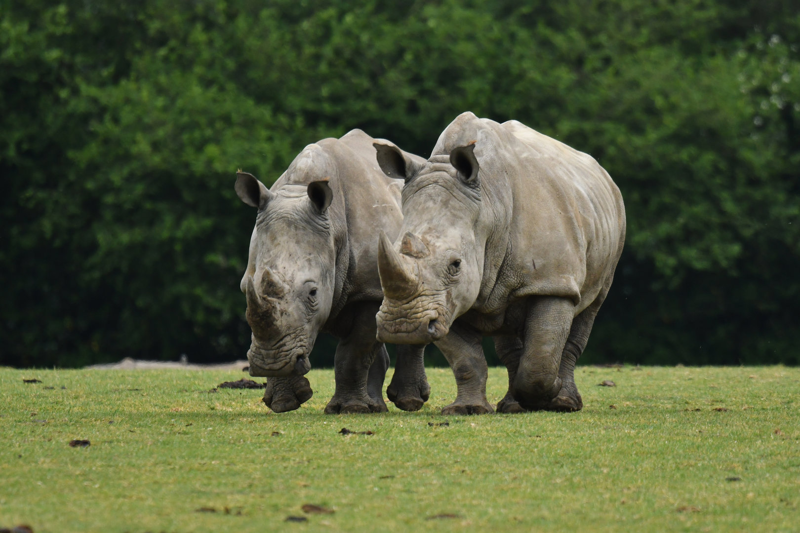 White rhinoceros (Ceratotherium simum)