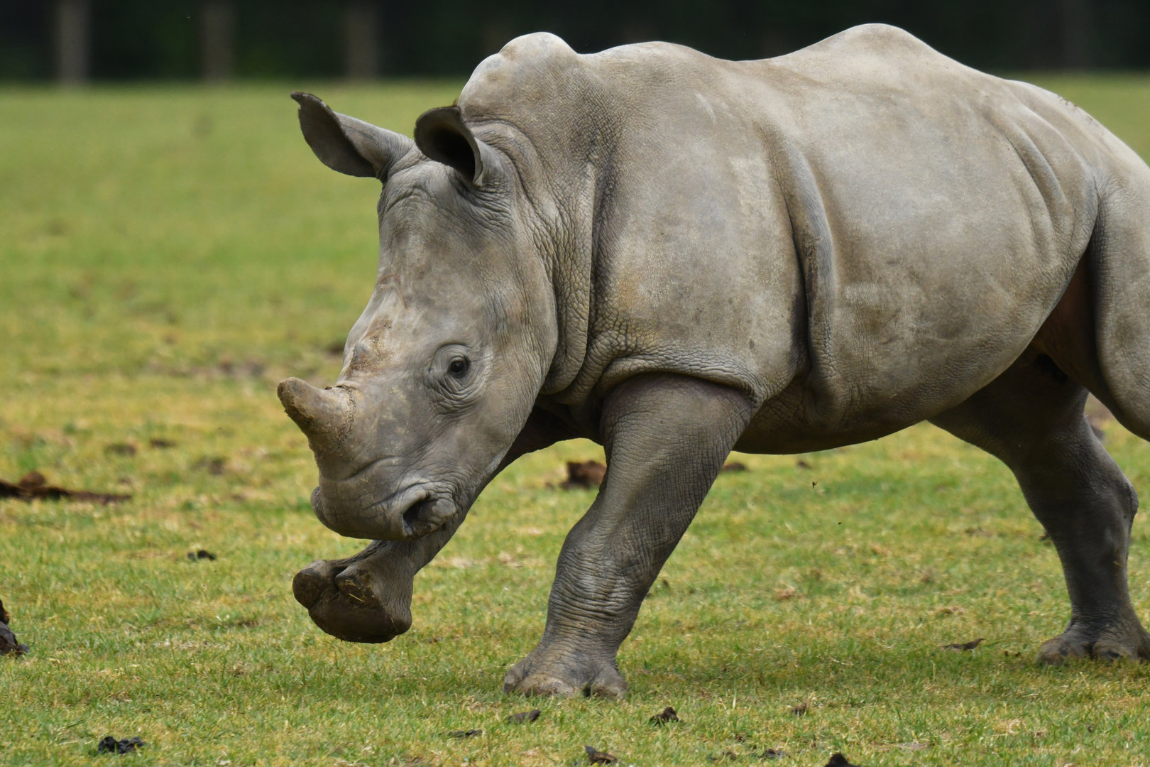 White rhinoceros (Ceratotherium simum)