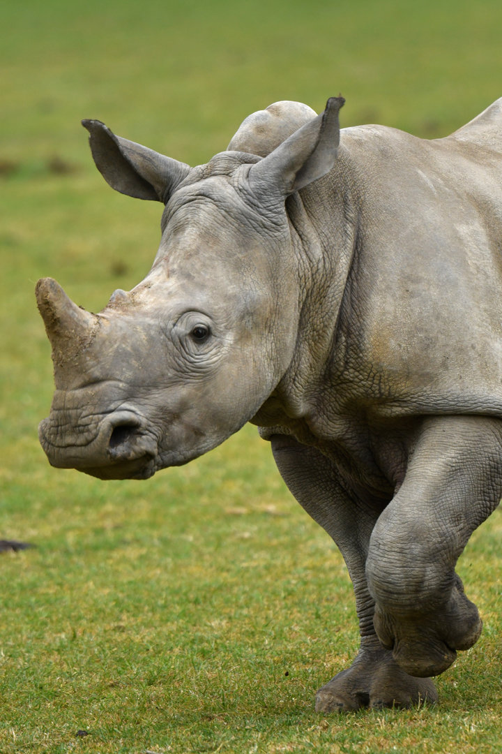 White rhinoceros (Ceratotherium simum)