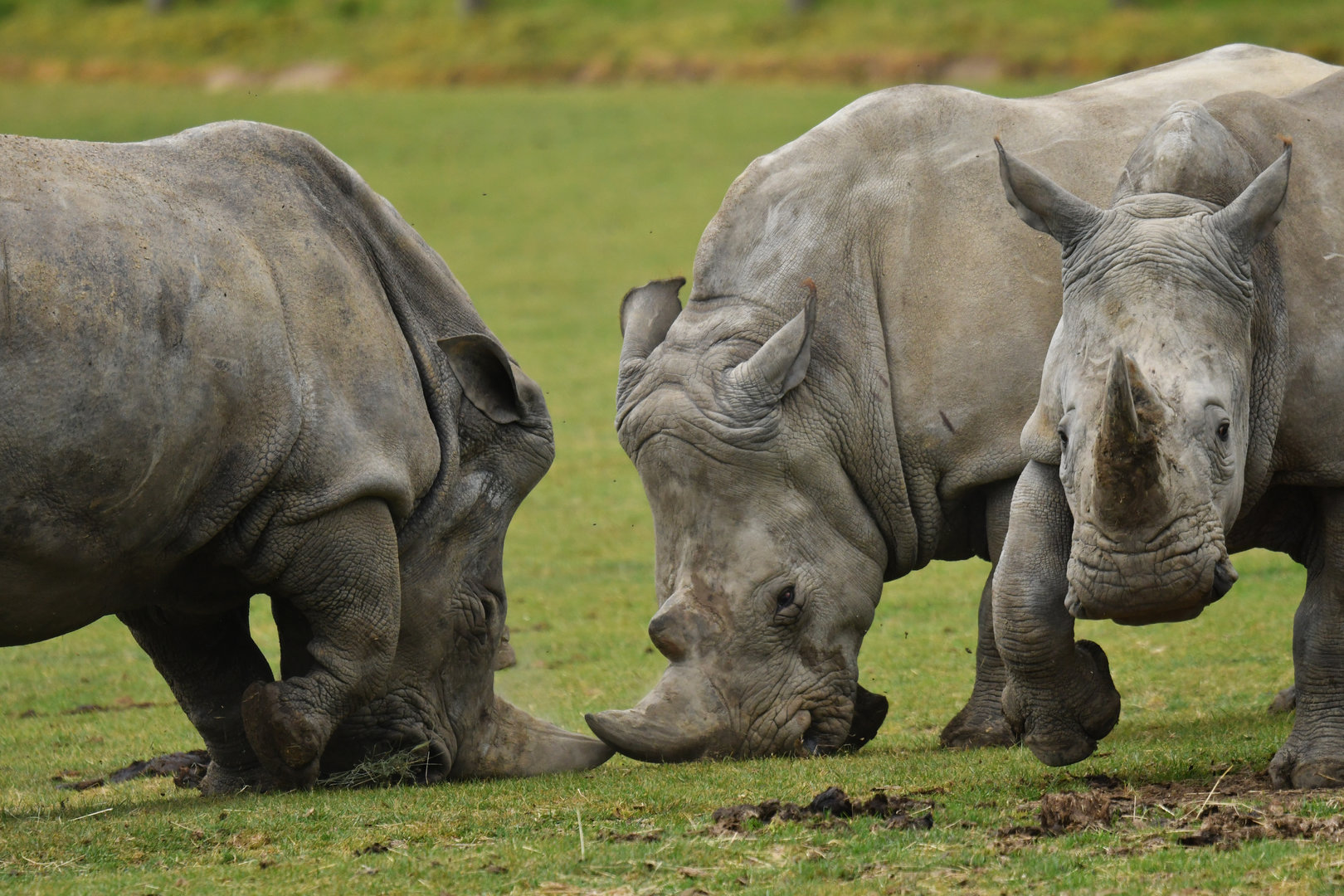 White rhinoceros (Ceratotherium simum)