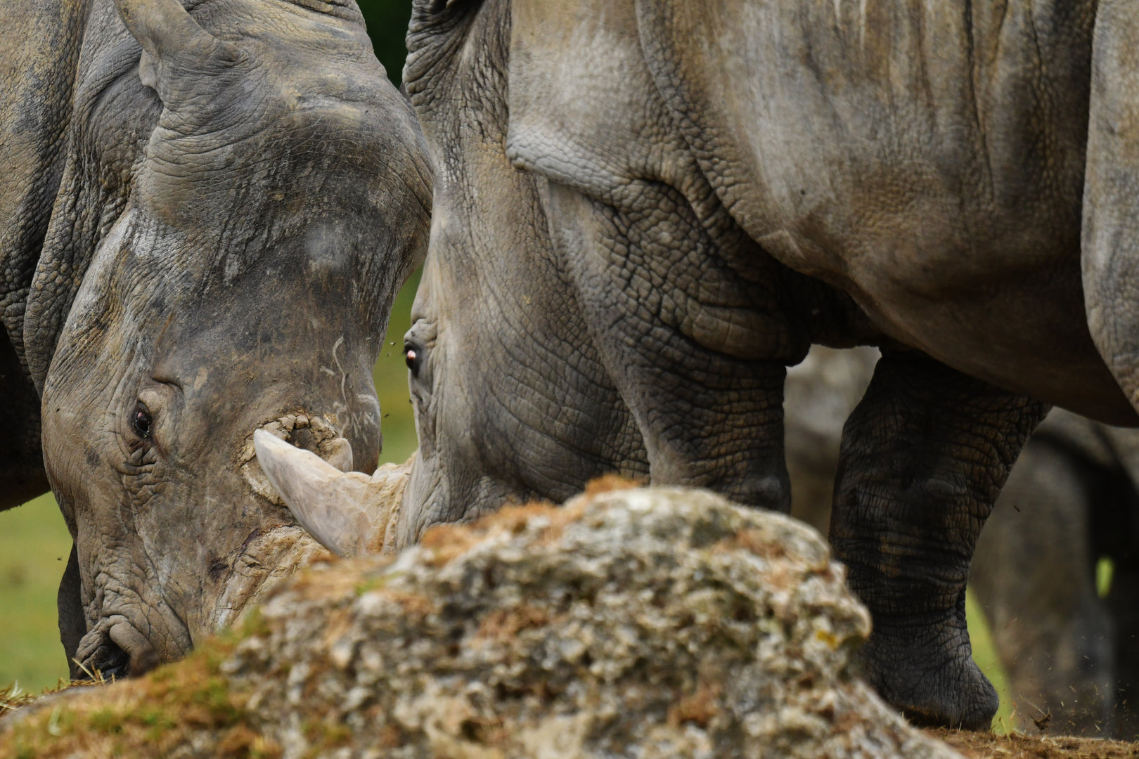 White rhinoceros (Ceratotherium simum)