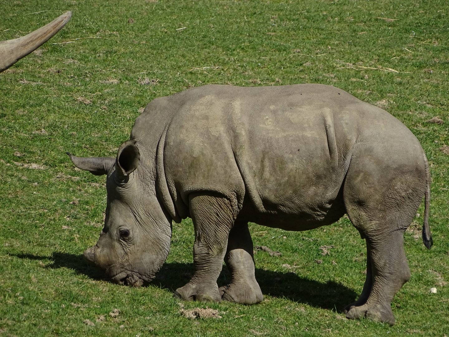 White rhinoceros (Ceratotherium simum)