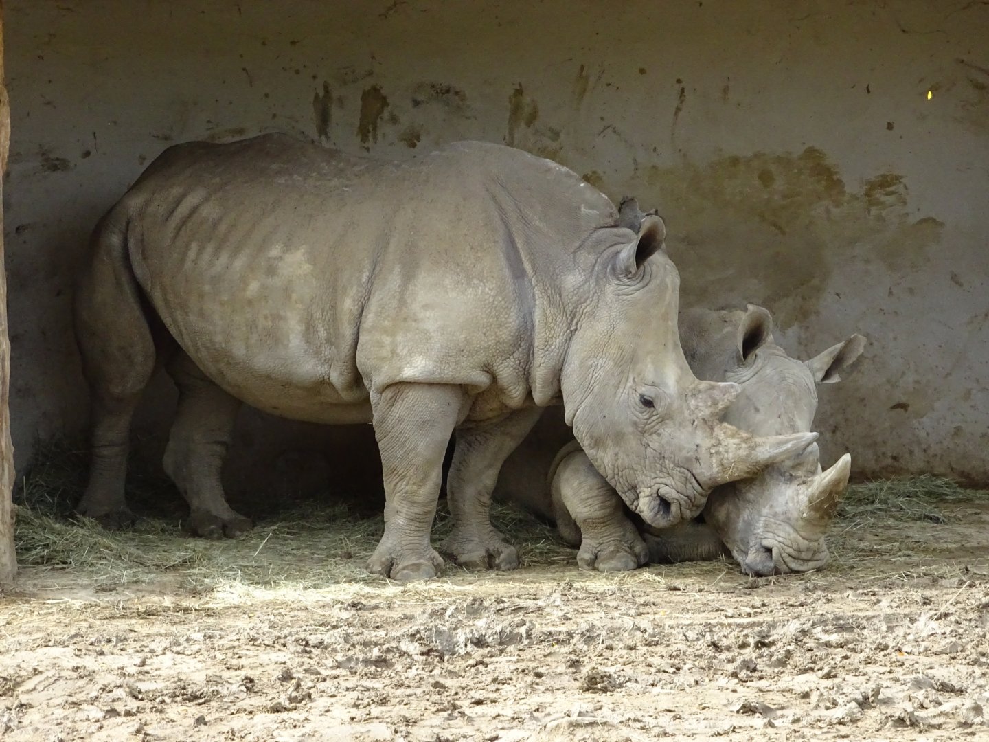 White rhinoceros (Ceratotherium simum)