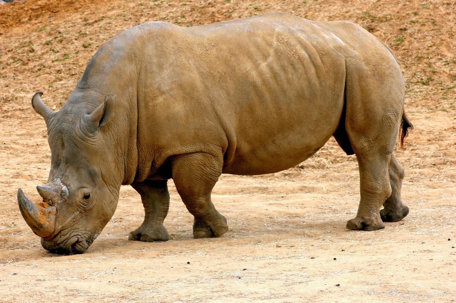 White rhinoceros; Colchester; 18th April 2014