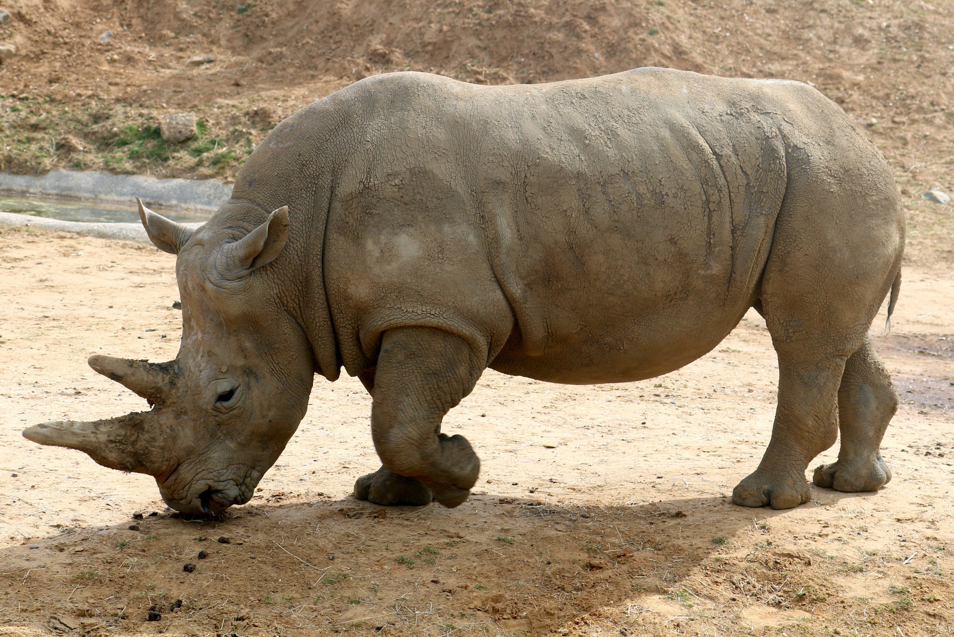 White rhinoceros; Colchester; 6th May 2022