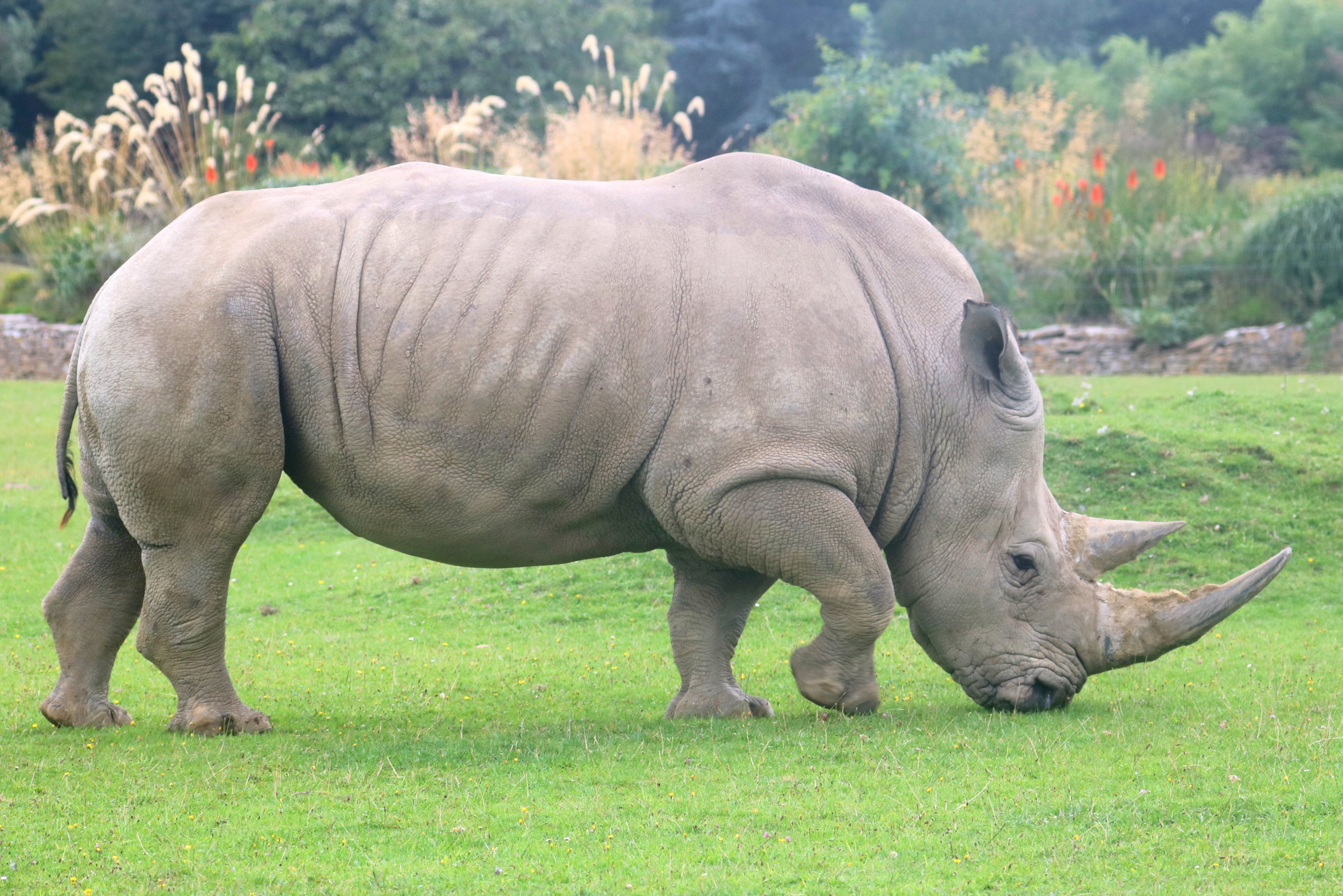 White rhinoceros; Cotswold; 18th August 2019