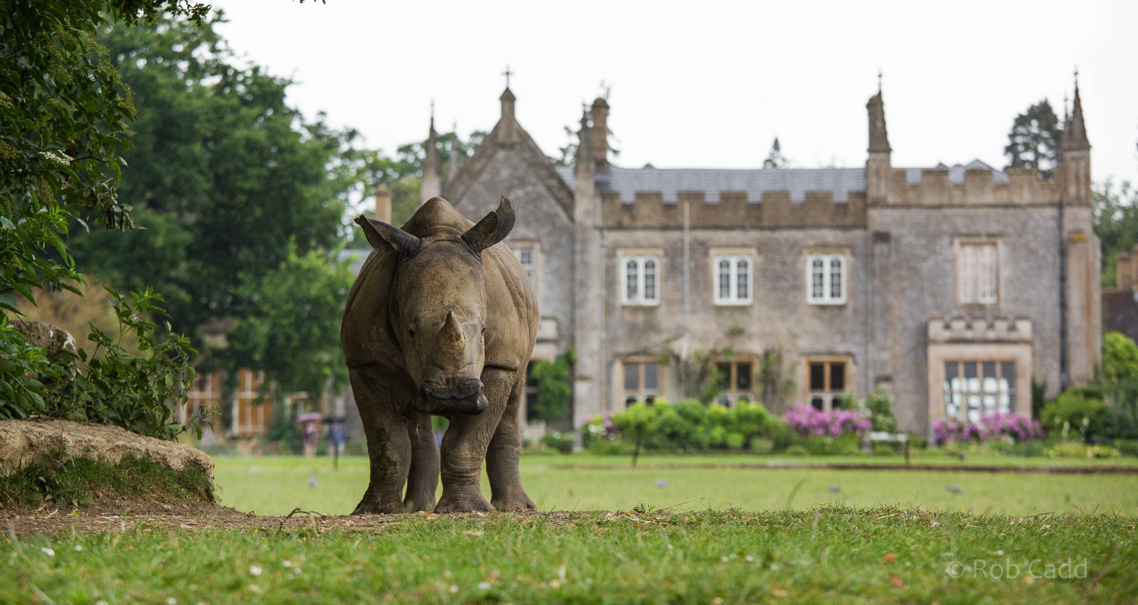 White rhinoceros : Cotswold WP : 27 Jun 2014