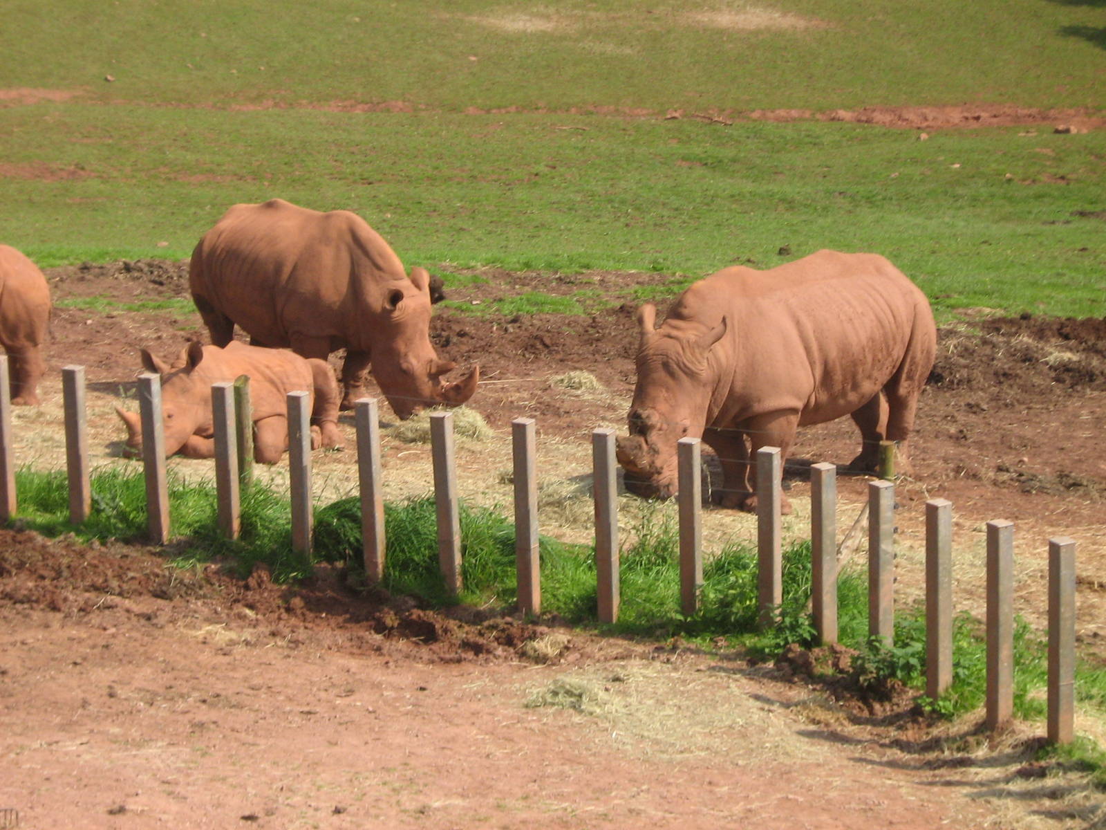 white rhinoceros crash of  2:3