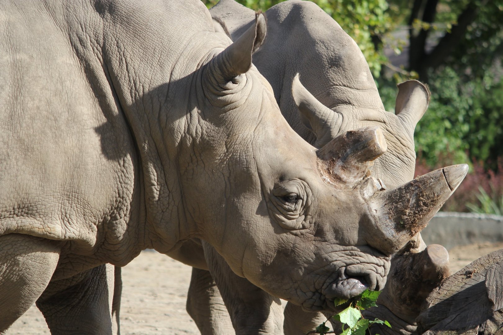 White Rhinoceros, Detroit Zoo