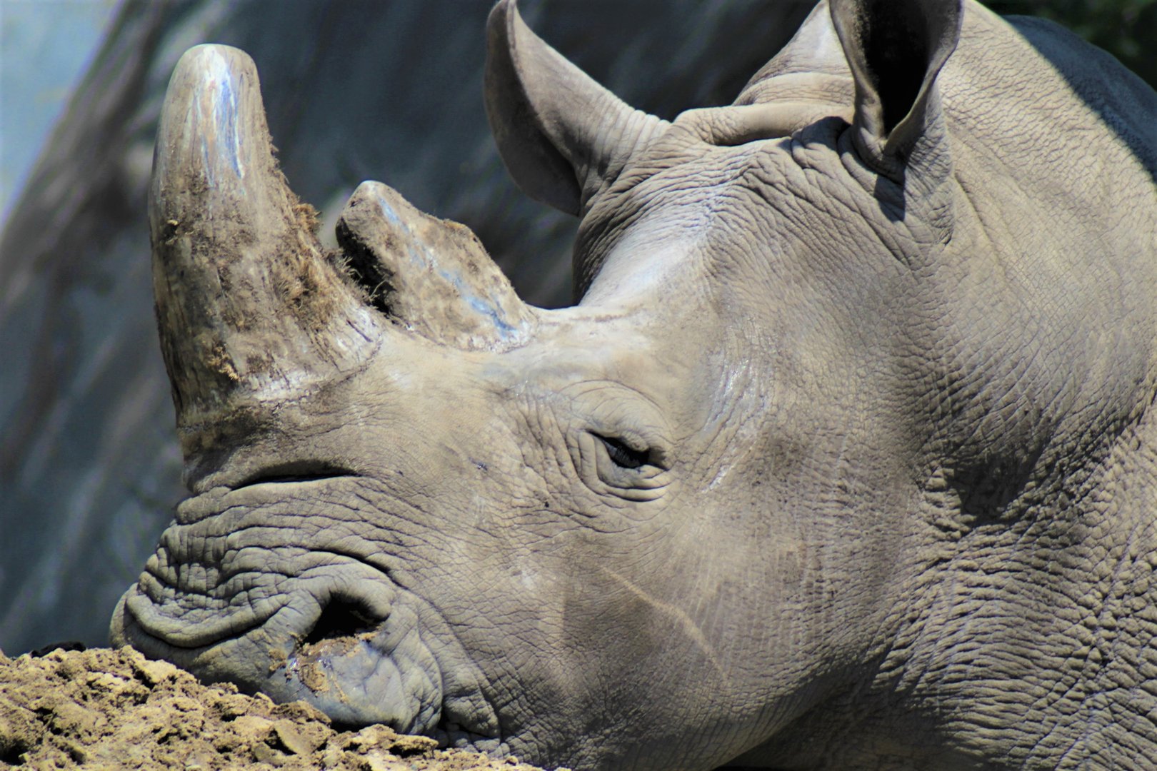 White Rhinoceros, Detroit Zoo