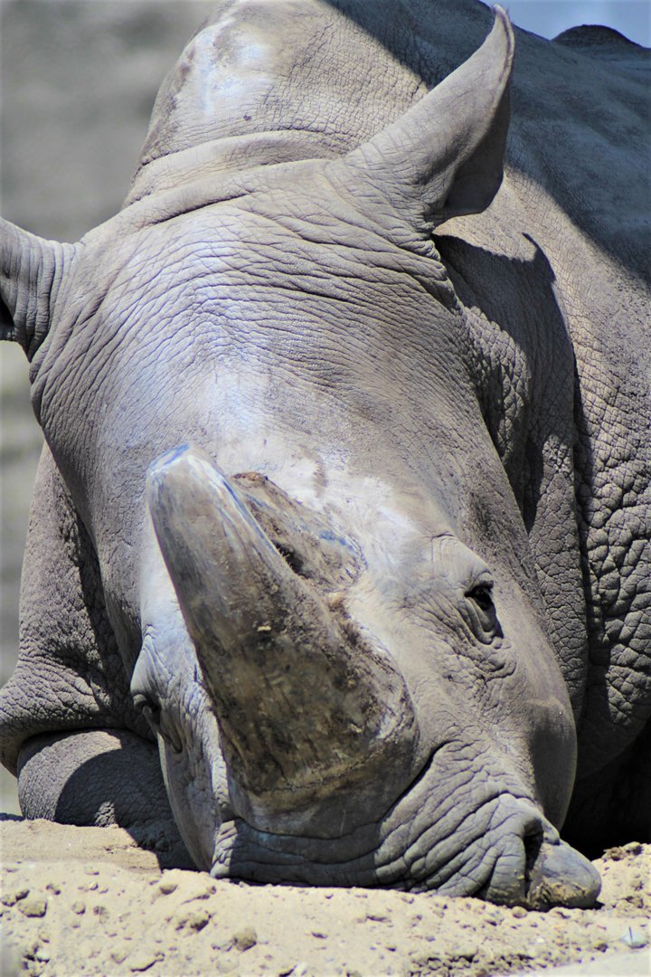 White Rhinoceros, Detroit Zoo