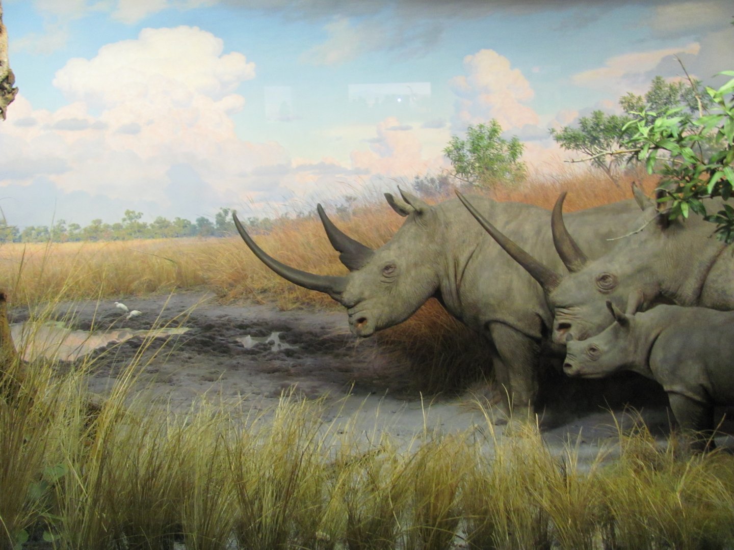 White Rhinoceros Diorama