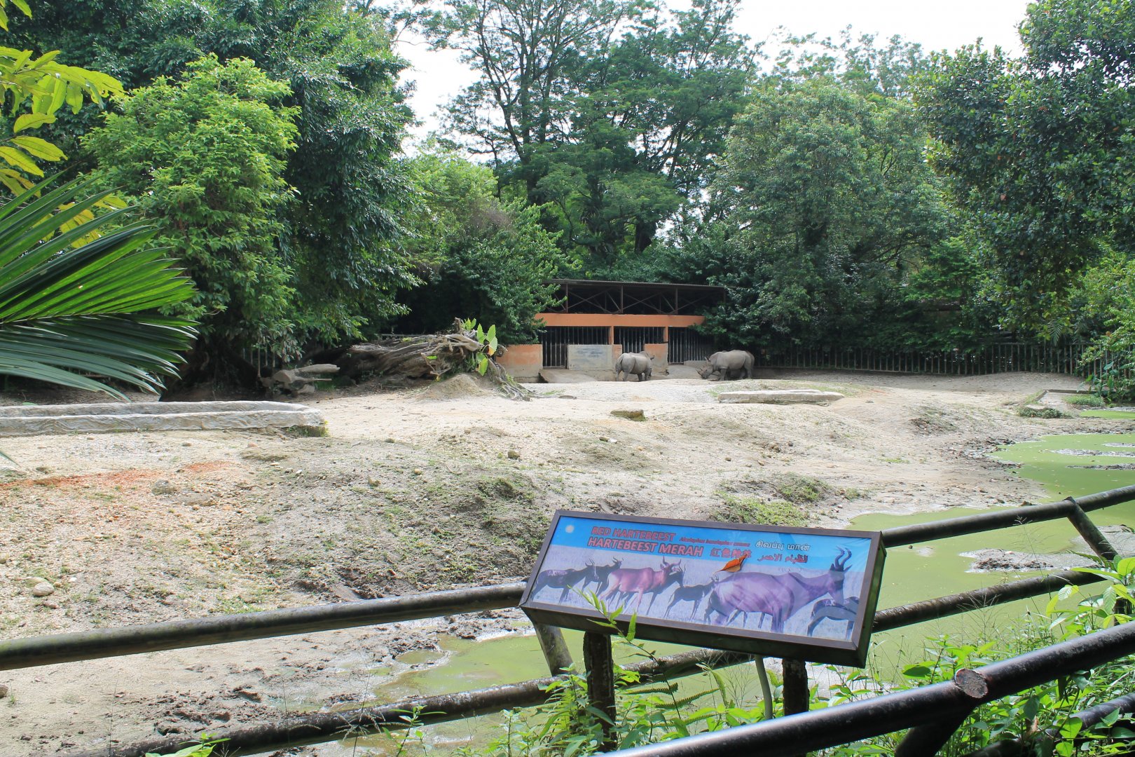 White Rhinoceros enclosure