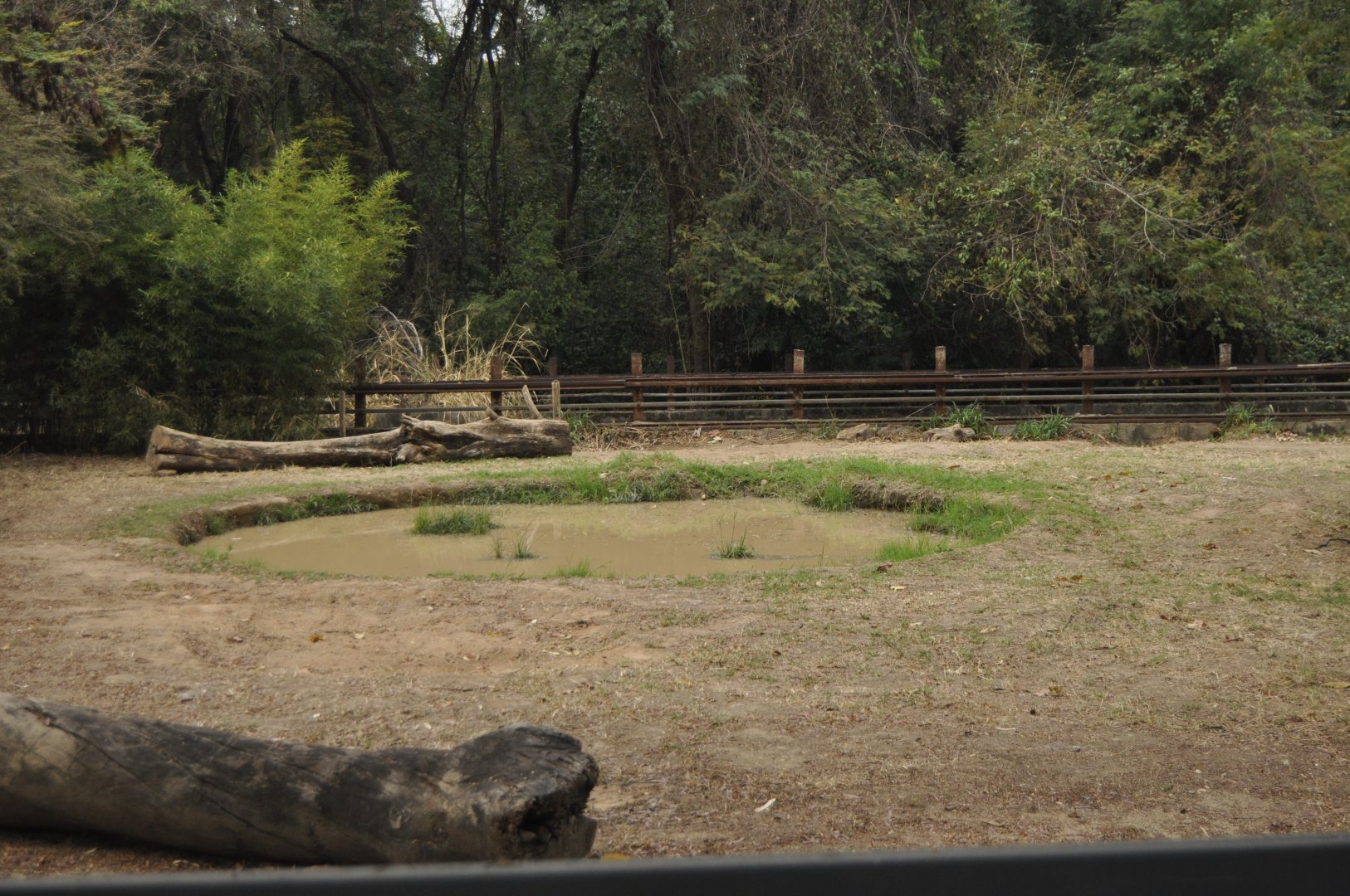 White rhinoceros enclosure