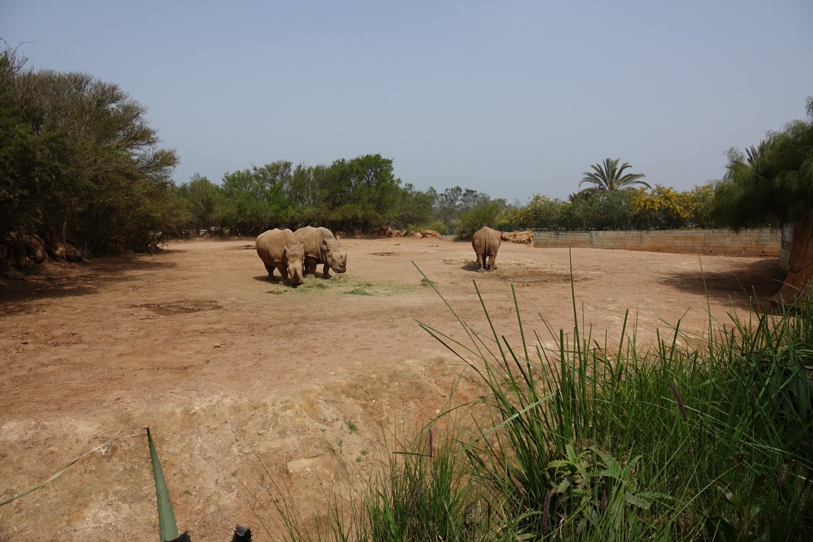 White Rhinoceros Enclosure