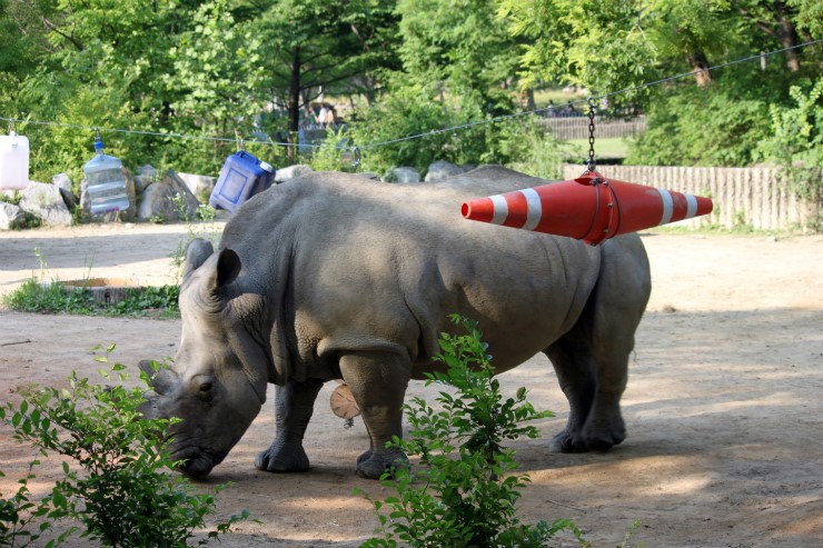 White Rhinoceros Enrichment