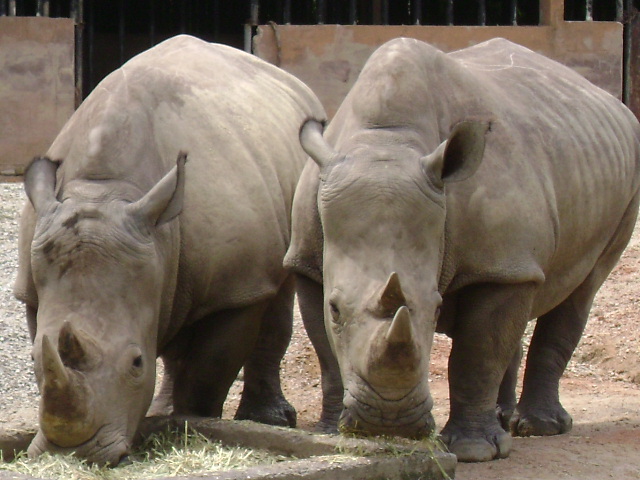 White Rhinoceros Exhibit 2