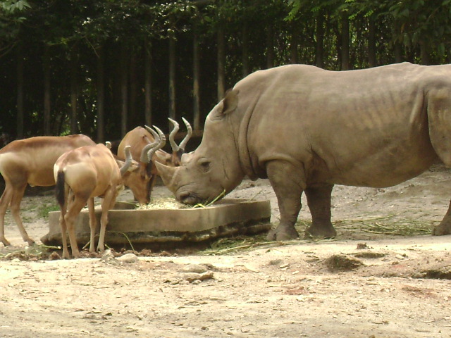 White Rhinoceros Exhibit 3