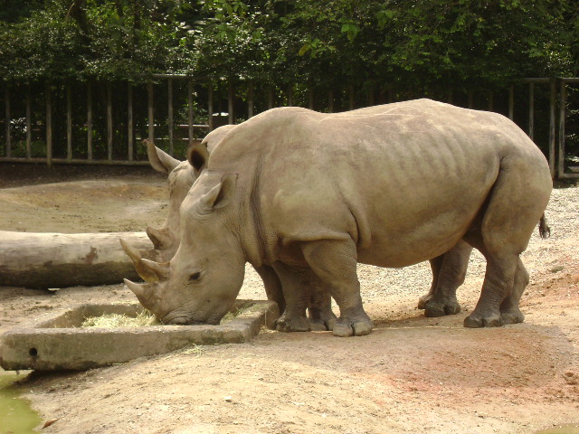 White Rhinoceros Exhibit 4