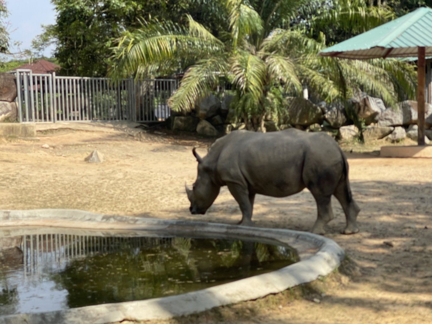 White Rhinoceros exhibit at Afamosa Safari Wonderland
