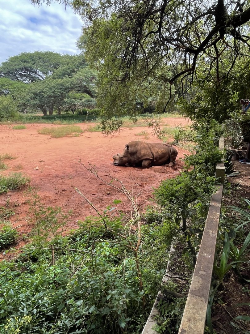 White Rhinoceros Exhibit (Cerotherium simum)