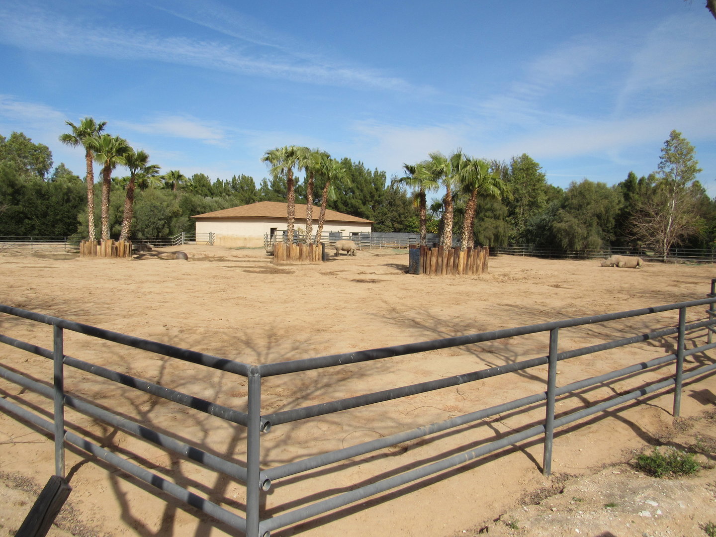 White Rhinoceros Exhibit in the Safari Park - 3/6/23